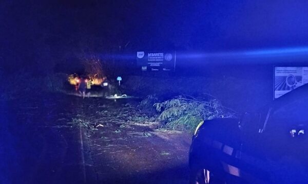 Caen árboles en zona de túnel verde y tránsito sobre Py 06 está obstaculizado