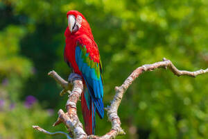 Aeropuerto de Luque: orientales caen con más de 40 huevos de guacamayo en su poder | Radio Regional 660 AM
