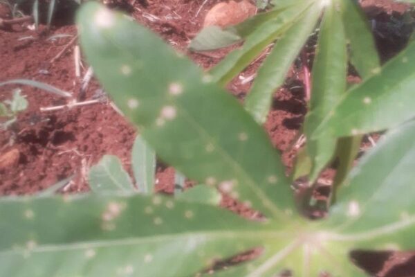 Fumigación preocupa a vecinos en Minga Guazú