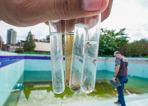 Foz de Yguazú: Alerta porriesgo de dengue, chikungunya y zika - La Clave