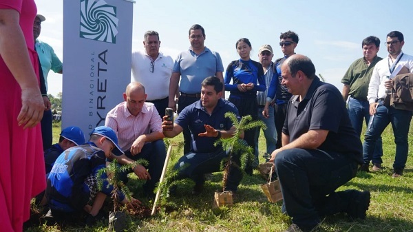 Reforestan con Pino Paraná para crear nueva reserva en Itapúa