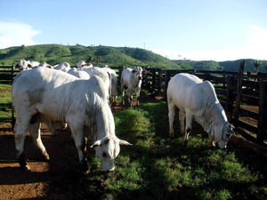 Lanzan en Brasil un proyecto para mitigar los gases contaminantes de las vacas - MarketData