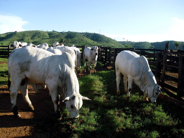 Lanzan en Brasil un proyecto para mitigar los gases contaminantes de las vacas - MarketData