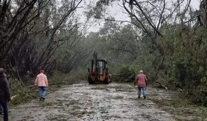 Emblemático túnel verde de Santa Rita quedó destruido a raíz del temporal