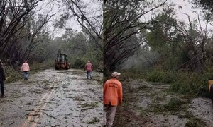 Emblemático túnel verde de Santa Rita quedó destruido a raíz del temporal – Prensa 5