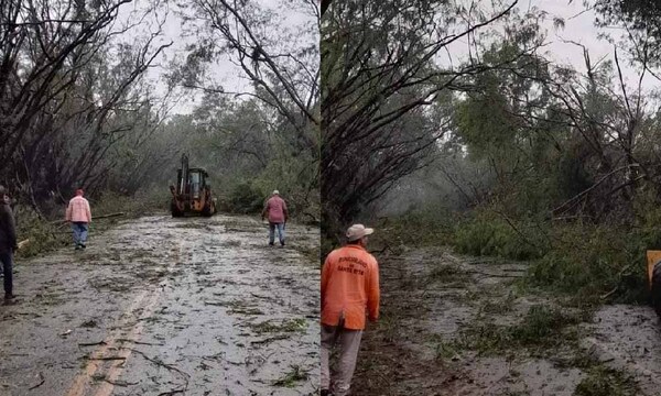 Emblemático túnel verde de Santa Rita quedó destruido a raíz del temporal – Prensa 5
