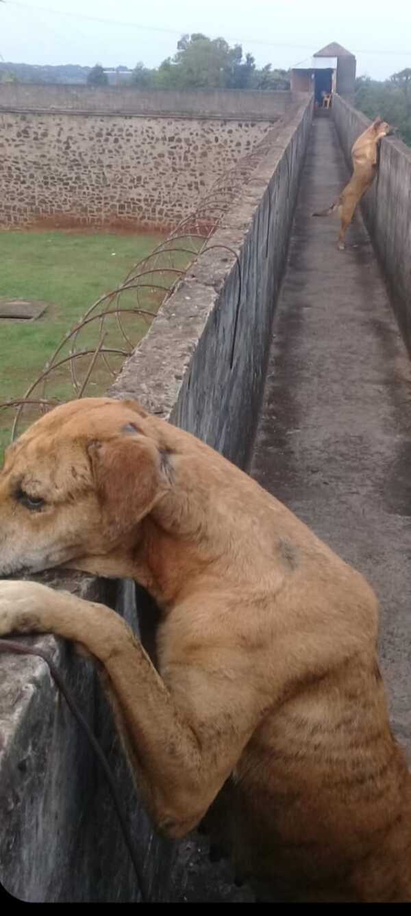 Escándalo en el Cereso: ¿Perros utilizados para el tráfico de drogas?