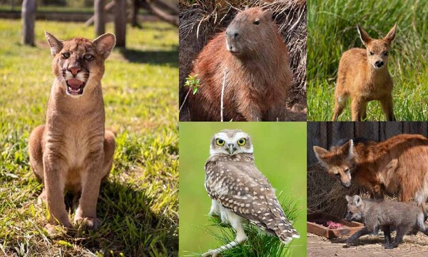 Yacyretá celebra el Día Mundial de los Animales con acciones de protección y conservación – Prensa 5