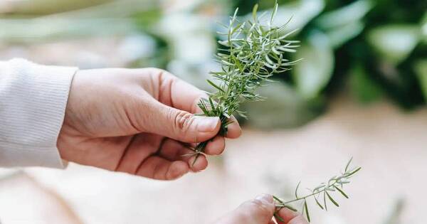 La Nación / Cuál es la mejor hierba aromática para estimular la memoria, según Harvard