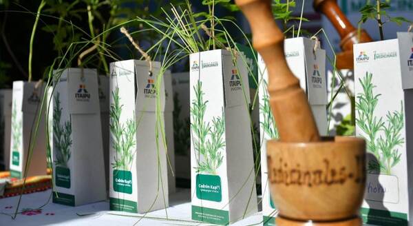 Huerto de ITAIPU produjo más de 7.000 plantines en setiembre