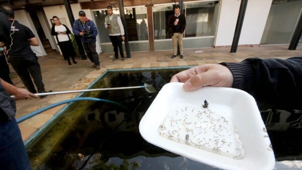 PARAGUAY AÚN NO ADQUIRIRÁ LA VACUNA CONTRA EL DENGUE
