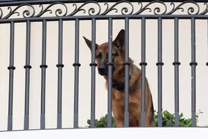 Expulsan al perro de los Biden de la Casa Blanca por morder a varios agentes - Mascotas - ABC Color