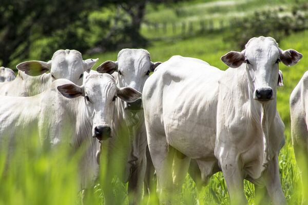 Faena bovina cayó 60% en septiembre, repercutiendo en exportaciones y precios a nivel local - MarketData