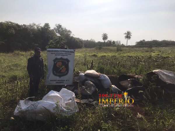 Basalto 2: Antinarcóticos destruyó dos parcelas de plantaciones de marihuana en la colonia San Luis - Radio Imperio 106.7 FM