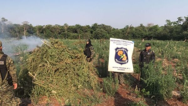 Basalto 2: Antinarcóticos destruyó dos parcelas de plantaciones de marihuana en la colonia San Luis