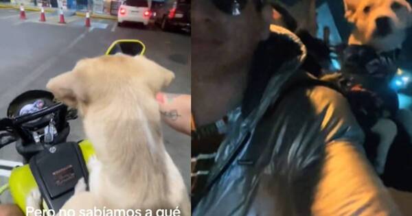 La Nación / Mascota paraguaya cautiva TikTok por su habilidad de viajar en motocicleta