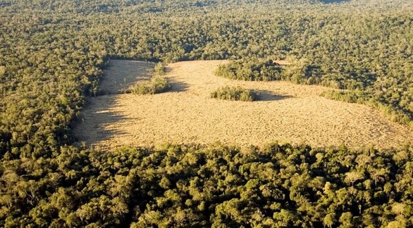 En los últimos 17 años, aumentó la deforestación en el país por producción sojera - El Independiente