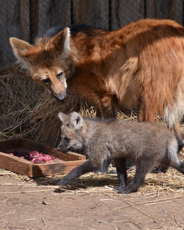EBY celebra el Día Mundial de los Animales, fomentando la protección y conservación
