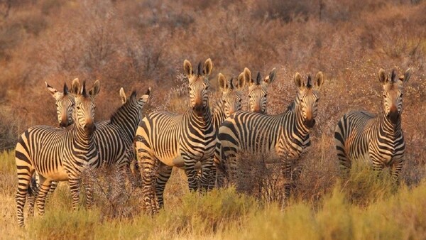 LA VOZ HUMANA ASUSTA MÁS A LOS ANIMALES QUE EL SONIDO DEL LEÓN