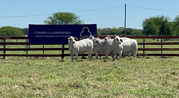 El Rodeo remata Brahman de PAHSA: “Animales 100% de FIV y de padres probados en el mundo”