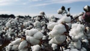 Rebrote de algodón da otros frutos: fábricas de aceite y pellets esperan cultivar buenos dividendos