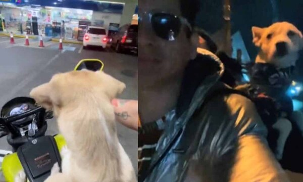 Mascota paraguaya cautiva TikTok por su habilidad de viajar en motocicleta – Prensa 5