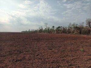 Investigan supuesta deforestación en el distrito de Lima - Nacionales - ABC Color