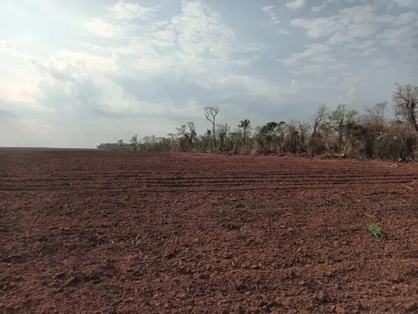 Investigan supuesta deforestación en el distrito de Lima - Nacionales - ABC Color