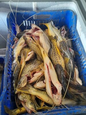 Pescadores aguardan asistencia del gobierno nacional en Ayolas - Nacionales - ABC Color