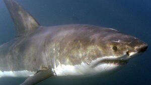 El asombroso mundo de los tiburones llega con la exposición "Sharks"