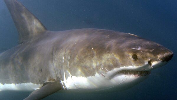 El asombroso mundo de los tiburones llega con la exposición "Sharks"