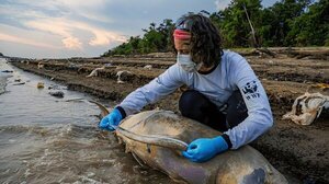 Altas temperaturas está siendo la principal causa de la muerte de más de 130 delfines