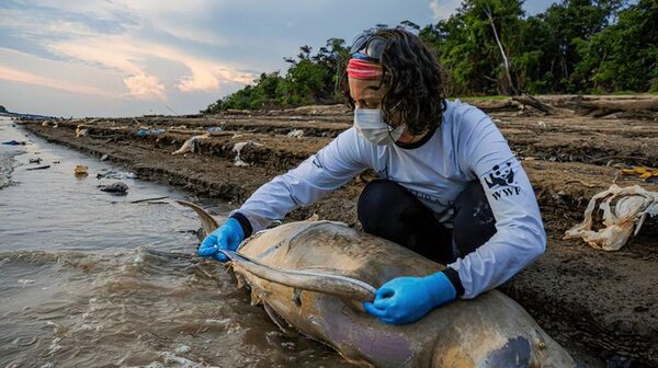 Altas temperaturas está siendo la principal causa de la muerte de más de 130 delfines