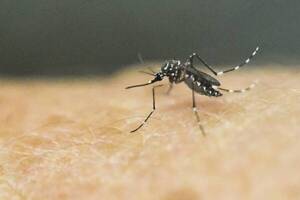 Diario HOY | Advierten sobre inicia de nueva epidemia de dengue en Paraguay