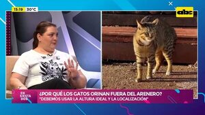 Video: ¿Por qué los gatos orinan fuera del arenero? - Ensiestados - ABC Color