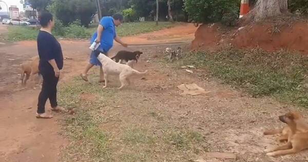 La Nación / Pareja alimenta y ayuda a animalitos de la calle en Santa Rosa del Aguaray