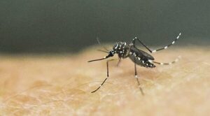 ADVIERTEN SOBRE INICIA DE NUEVA EPIDEMIA DE DENGUE EN PARAGUAY