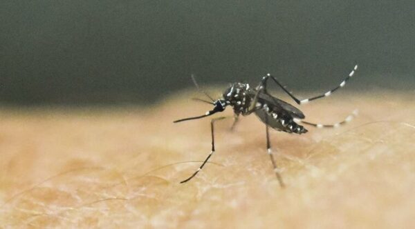 ADVIERTEN SOBRE INICIA DE NUEVA EPIDEMIA DE DENGUE EN PARAGUAY