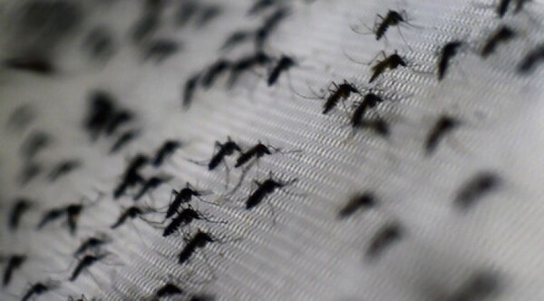 Diario HOY | Dengue: suman 97 casos en las últimas semanas