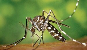 Dengue: Paraguay está a las puertas de una nueva epidemia, alertan  - Nacionales - ABC Color