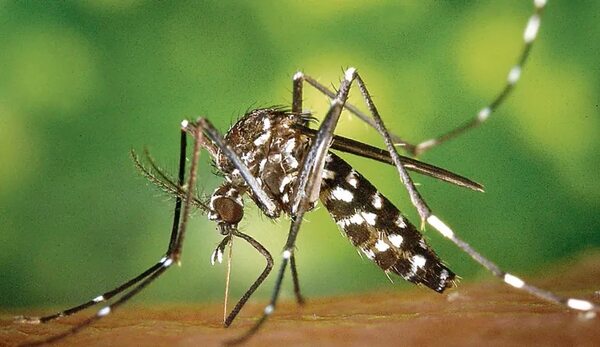 Dengue: Paraguay está a las puertas de una nueva epidemia, alertan  - Nacionales - ABC Color