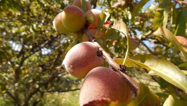 Poco frío: Falta de invierno afectó producción de durazno y habrá menos fruta este año