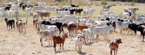 Preocupa a sector productivo la sostenida baja de precio del ganado - Nacionales - ABC Color