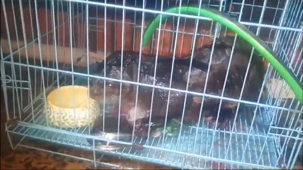 Diario HOY | Rescatan a un animal silvestre de un pozo ciego