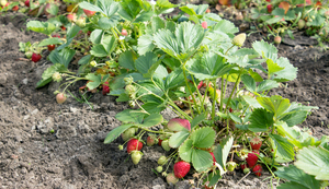 Clima afectó cultivo de frutilla y productores lamentan pérdidas a nivel país