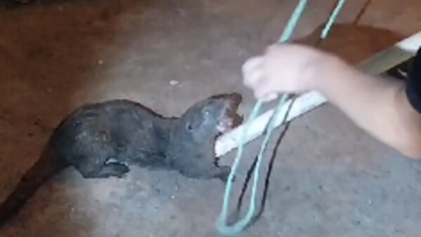 Polis rescataron a una nutria de un pozo ciego