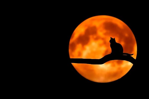 Mascotas y Halloween: el color del pelaje no define al gato - Mascotas - ABC Color