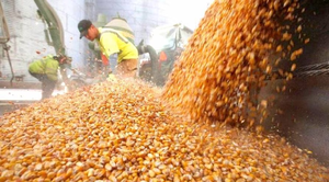 Precio del maíz subió en setiembre, según la FAO