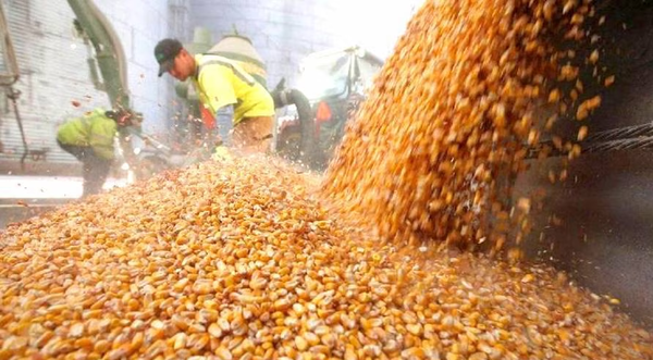 Precio del maíz subió en setiembre, según la FAO
