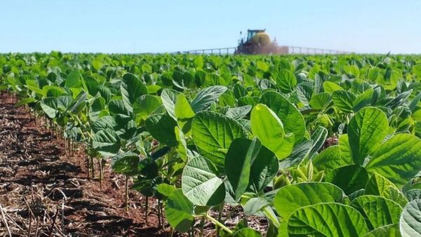 Soja: Se reportan niveles disparejos de siembra y hay inquietud en ciertas zonas - La Clave